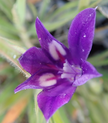 Babiana dregei