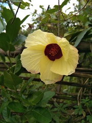 Hibiscus tiliaceus