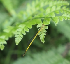 Ceriagrion fallax fallax