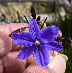 Agrostocrinum scabrum