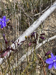 Agrostocrinum scabrum