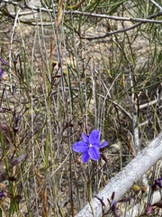Agrostocrinum scabrum