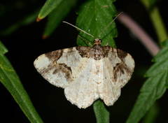 Ligdia coctata