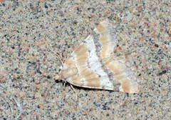 Lithostege mesoleucata