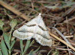 Lithostege staudingeri