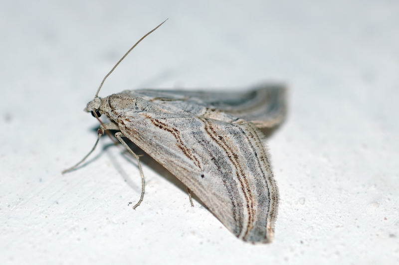 Lithostege usgentaria