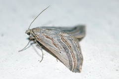 Lithostege usgentaria