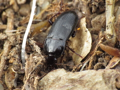 Orthomus barbarus