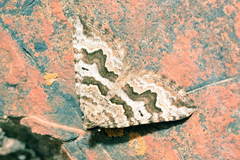 Scotopteryx sartata