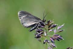 Xanthorhoe fidonaria