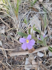 Scaevola calliptera