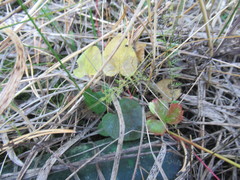 Viola rupestris