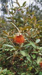 Diplolaena dampieri