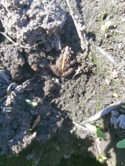 Pseudopaludicola falcipes