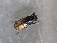 Chilothorax distinctus