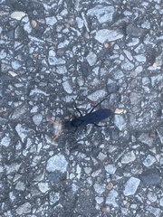 Gnamptopelta obsidianator