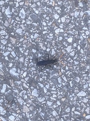 Gnamptopelta obsidianator