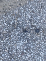 Gnamptopelta obsidianator