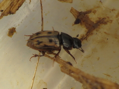 Chilothorax distinctus