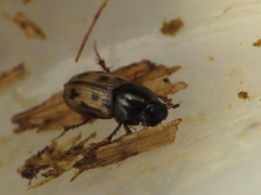 Chilothorax distinctus