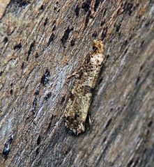 Morophaga choragella