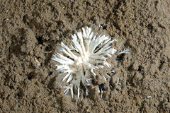 Astrorhizida