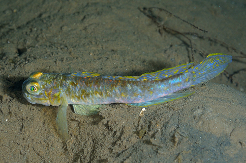 Fries' Goby