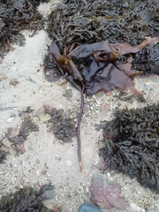 Laminaria digitata
