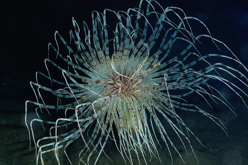 Photo of Fireworks anemone (Pachycerianthus multiplicatus)