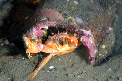 Liocarcinus depurator