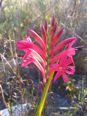 Watsonia paucifolia