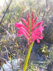 Watsonia paucifolia
