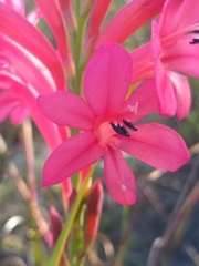 Watsonia paucifolia