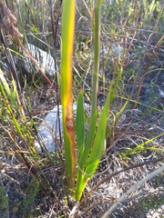 Watsonia paucifolia