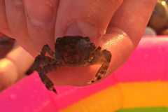 Pachygrapsus marmoratus