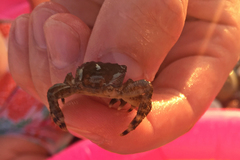 Pachygrapsus marmoratus