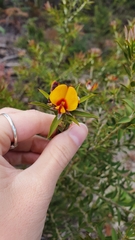 Pultenaea reticulata