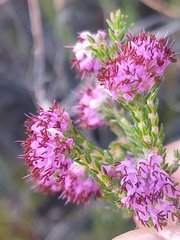 Erica glabella