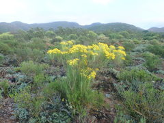 Euryops tenuissimus