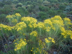Euryops tenuissimus