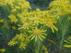 Euryops tenuissimus