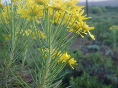 Euryops tenuissimus