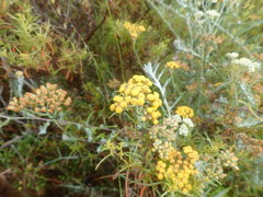 Helichrysum revolutum