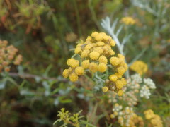 Helichrysum revolutum