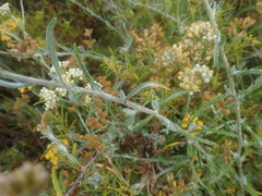Helichrysum revolutum