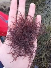 Chondracanthus acicularis