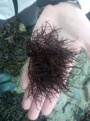 Chondracanthus acicularis