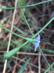 Wahlenbergia multicaulis