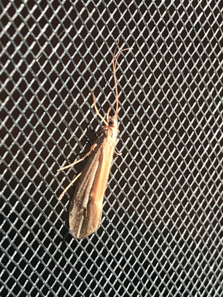 Subboreal Northern Caddisfly