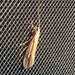 Subboreal Northern Caddisfly - Photo no rights reserved, uploaded by Allan Harris